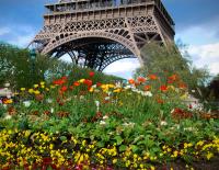 Fleurs de Paris